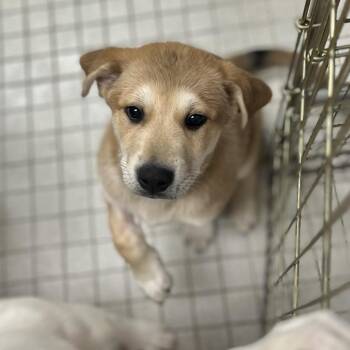 Mixed Breed Dogs Available for Adoption in Westhampton, New York - Chai | PetCurious
