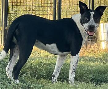 Rescue Mixed Breed Dogs for Adoption in Canyon, Texas - Alaura | PetCurious