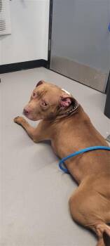 Hammy -  Mixed Breed Dog for Adoption in West Chester, Pennsylvania - Hammy | PetCurious