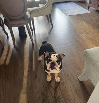 Kash -  English Bulldog Dog for Adoption in Chicago, Illinois - Kash | PetCurious