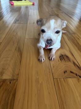 Mocha -  Chihuahua Dog for Adoption in Mesa, Arizona - Mocha | PetCurious