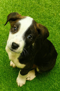 Rescue Hound and Terrier Dogs for Adoption in Carrollton, Virginia - Bean | PetCurious