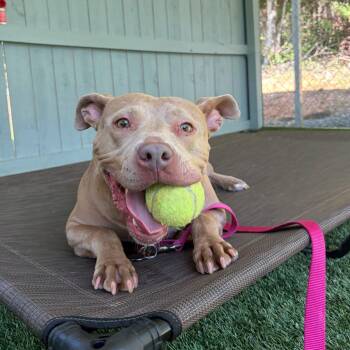 Chai -  Pit Bull Terrier and Mixed Breed Dog for Adoption in Troy, Virginia - Chai | PetCurious