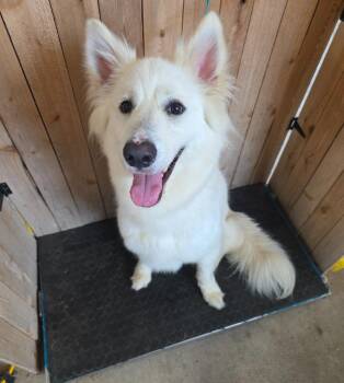 Husky Dogs Available for Adoption in Missouri City, Texas - Nezyko | PetCurious
