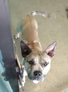 Terrier and Mixed Breed Dogs Available for Adoption in Palm Coast, Florida - Ace | PetCurious