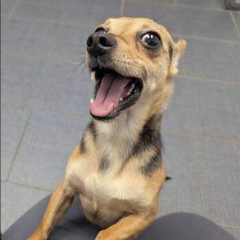 Lil Dude -  Chihuahua Dog for Adoption in Pelham, New Hampshire - Lil Dude | PetCurious