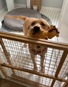 Kali -  Labrador Retriever Dog for Adoption in Caldwell, New Jersey - Kali | PetCurious