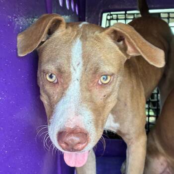 Peach -  Retriever and Terrier Dog for Adoption in Bronson, Florida - Peach | PetCurious