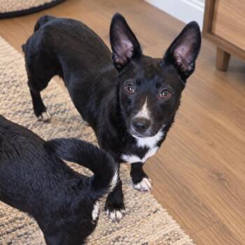 Milagros -  Chihuahua and Dachshund Dog for Adoption in San Diego, California - Milagros | PetCurious