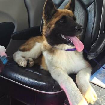 Nellie -  Akita Dog for Adoption in Brock, Texas - Nellie | PetCurious