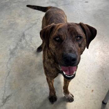 Pit Bull Terrier Dogs Available for Adoption in Columbus, North Carolina - Buddy | PetCurious
