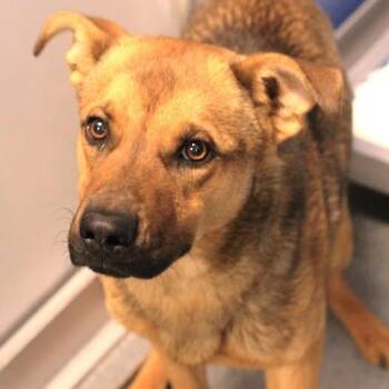 Shepherd Dogs Available for Adoption in Fredericksburg, Virginia - 26-00599 OSO | PetCurious