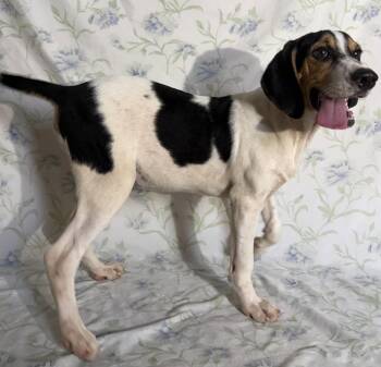 260971  Copeland -  Treeing Walker Coonhound and Beagle Dog for Adoption in Wetumpka, Alabama - 260971  Copeland | PetCurious