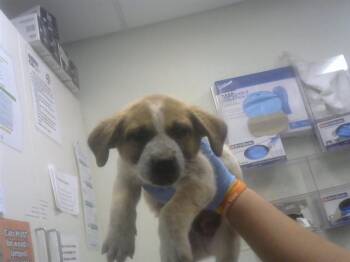 German Shepherd Dog and Mixed Breed Dogs Available for Adoption in Albuquerque, New Mexico - BRETT | PetCurious