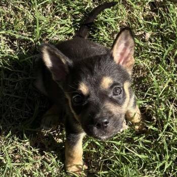 Pippa -  Mixed Breed and Australian Shepherd Dog for Adoption in Pelham, New Hampshire - Pippa | PetCurious