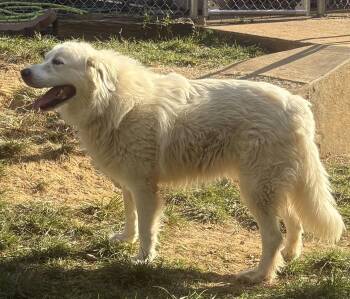 261486  Ami -  Great Pyrenees Dog for Adoption in Wetumpka, Alabama - 261486  Ami | PetCurious