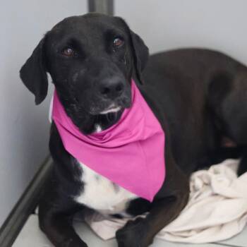 Rescue Labrador Retriever Dogs for Adoption in San Antonio, Texas - YAMS | PetCurious
