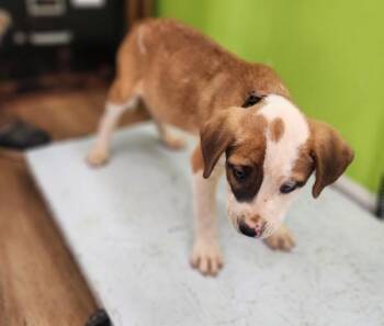 Australian Shepherd Dogs Available for Adoption - Darius | PetCurious