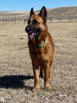 German Shepherd Dog and Shepherd Dogs Available for Adoption in Thompson Falls, Montana - Dasha | PetCurious