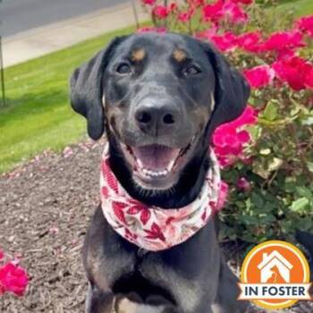 Missy -  Doberman Pinscher and Hound Dog for Adoption in Merriam, Kansas - Missy | PetCurious