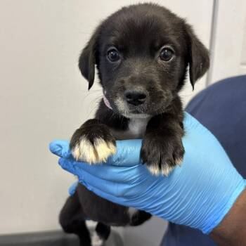 Pointer and Cattle Dog Dogs Available for Adoption in Hattiesburg, Mississippi - Roo | PetCurious