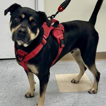 Rescue Labrador Retriever and Mixed Breed Dogs for Adoption in Warrensburg, Missouri - Rubeus | PetCurious