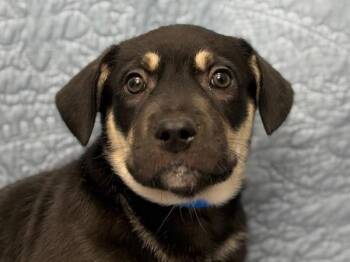 Irvin -  Labrador Retriever Dog for Adoption in Portland, Oregon - Irvin | PetCurious