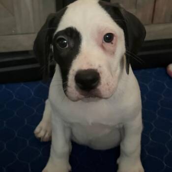Pit Bull Terrier Dogs Available for Adoption in Shorewood, Illinois - Sprout | PetCurious