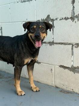 NESSIE -  German Shepherd Dog and Labrador Retriever Dog Available for Adoption in Corpus Christi, Texas - NESSIE | PetCurious