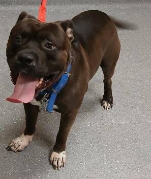 Hoss -  Bullmastiff Dog for Adoption in Greenfield, Indiana - Hoss | PetCurious