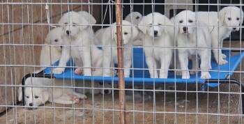 Milo ATX -  Akbash and Great Pyrenees Dog for Adoption in Quinlan, Texas - Milo ATX | PetCurious