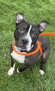 Rescue Terrier Dogs for Adoption in North Syracuse, New York - Cletus | PetCurious