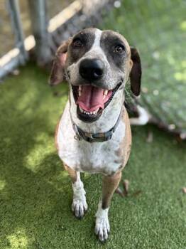 Vixen -  Catahoula Leopard Dog and Mixed Breed Dog for Adoption in Gainesville, Florida - Vixen | PetCurious