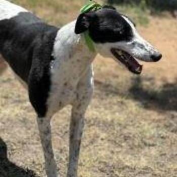 Greyhound Dogs Available for Adoption in Venice, Florida - Romantic Secret (Patch) | PetCurious