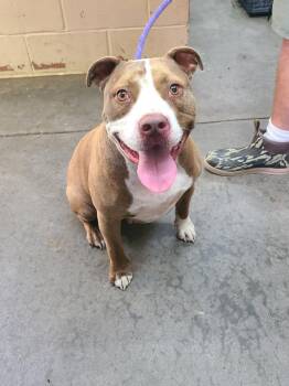 Scotty -  Pit Bull Terrier Dog for Adoption in Swainsboro, Georgia - Scotty | PetCurious