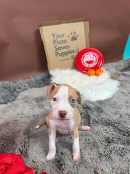Pit Bull Terrier and American Bulldog Dogs Available for Adoption - Orange Crush | PetCurious