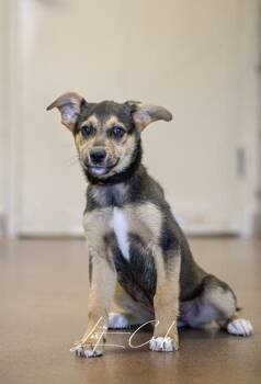 Willow -  German Shepherd Dog and Mixed Breed Dog for Adoption in Kalispell, Montana - Willow | PetCurious