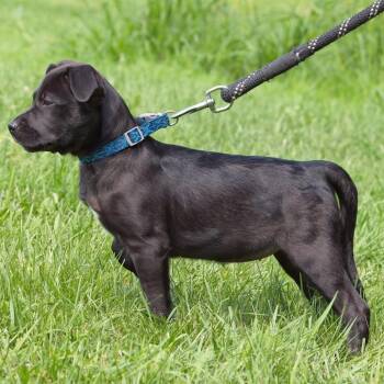 Geico -  Pit Bull Terrier and Labrador Retriever Dog for Adoption in South Elgin, Illinois - Geico | PetCurious