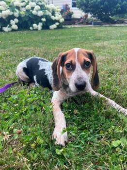 Suki -  Beagle Dog for Adoption in Alden, New York - Suki | PetCurious