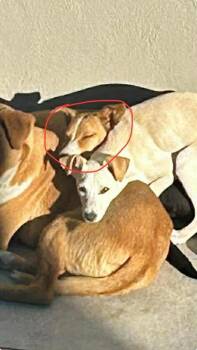 Mixed Breed Dogs Available for Adoption in Durango, Colorado - Corazón | PetCurious