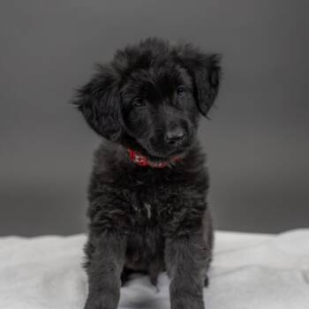 Patagonia -  Chow Chow and Mixed Breed Dog for Adoption in Portland, Oregon - Patagonia | PetCurious