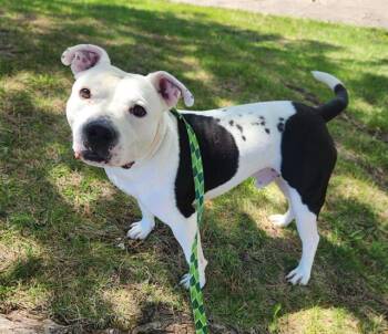 Pit Bull Terrier Dogs Available for Adoption in Minneapolis, Minnesota - ACE | PetCurious