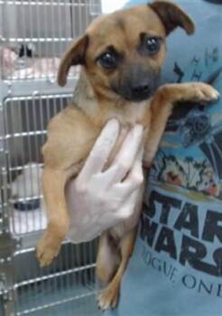 HARMONY -  Chihuahua Dog for Adoption in Salinas, California - HARMONY | PetCurious