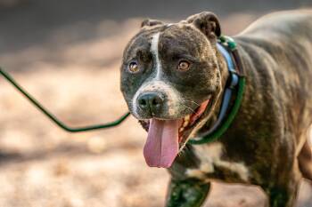 Luke -  Pit Bull Terrier and Staffordshire Bull Terrier Dog for Adoption in Red Wing, Minnesota - Luke | PetCurious