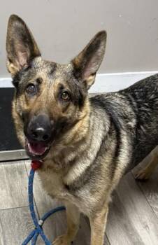 PENNY -  German Shepherd Dog Dog for Adoption in Redlands, California - PENNY | PetCurious