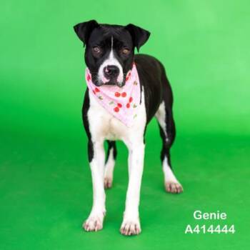 Rescue Pit Bull Terrier and Mixed Breed Dogs for Adoption in Conroe, Texas - GENIE | PetCurious