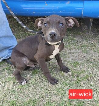 Terrier Dogs Available for Adoption - Air Wick | PetCurious