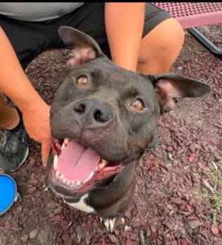 Remi -  Pit Bull Terrier and Mixed Breed Dog for Adoption in Kansas City, Missouri - Remi | PetCurious