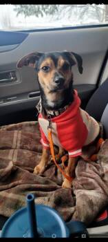 Dachshund and Chihuahua Dogs Available for Adoption in Newaygo, Michigan - SPARKY | PetCurious