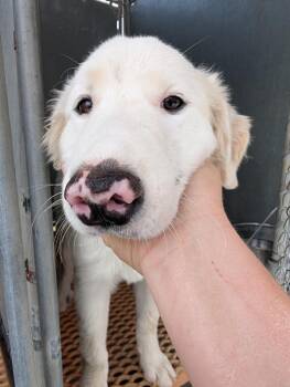 Duke -  Mixed Breed Dog for Adoption in Shelbyville, Tennessee - Duke | PetCurious